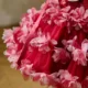 Elegant Flower Girl Dress Knee Length Princess Birthday Party Gown